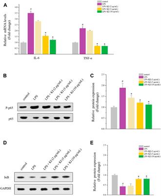 Effects of Kalimeris indica (L.) Sch Bip on colitis-associated colorectal cancer